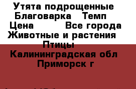 Утята подрощенные “Благоварка“,“Темп“ › Цена ­ 100 - Все города Животные и растения » Птицы   . Калининградская обл.,Приморск г.